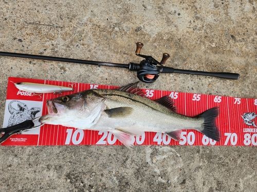 シーバスの釣果