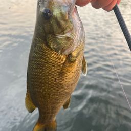 スモールマウスバス