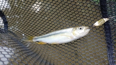 カワムツの釣果