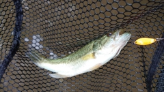 ラージマウスバスの釣果