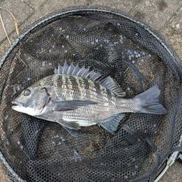 クロダイ