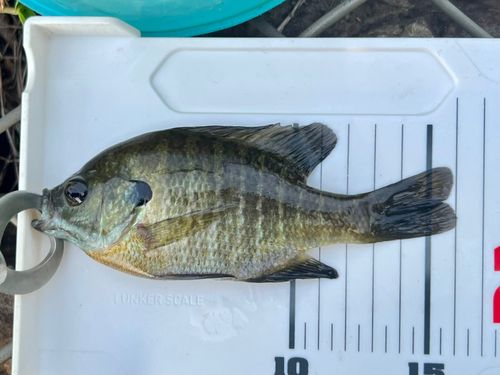 ブルーギルの釣果