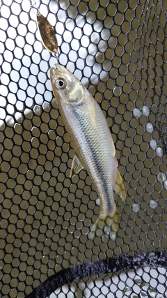 カワムツの釣果