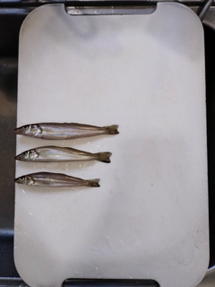 キスの釣果