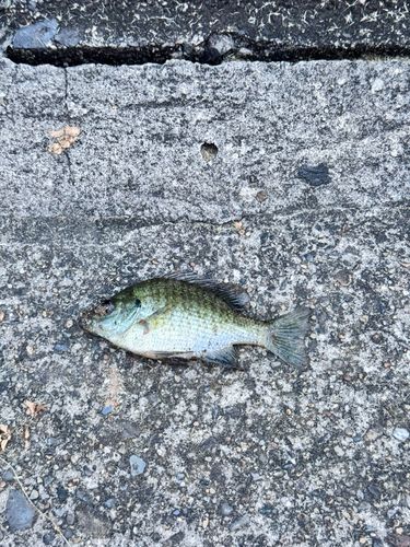 ブルーギルの釣果