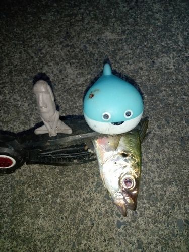 マアジの釣果