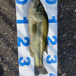 ラージマウスバス