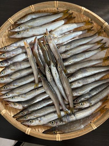 カマスの釣果