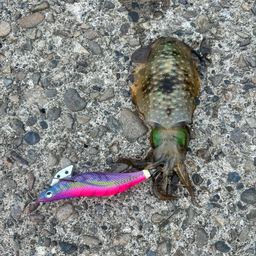 アオリイカ