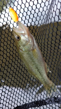 ラージマウスバスの釣果