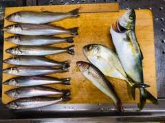シロギスの釣果