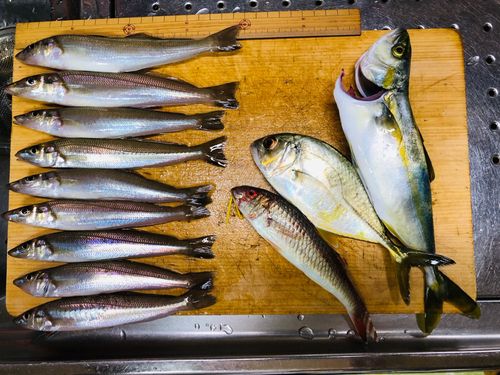 シロギスの釣果