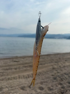 エソの釣果