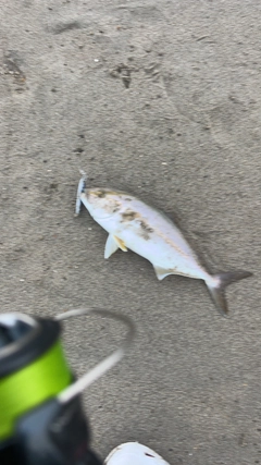 ショゴの釣果