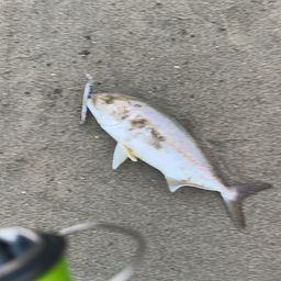 ショゴ