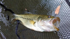 ラージマウスバスの釣果