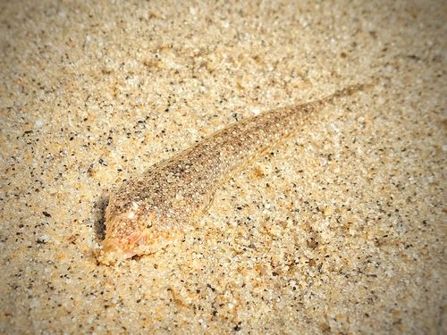 メゴチの釣果