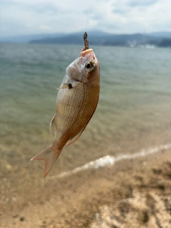 チャリコの釣果