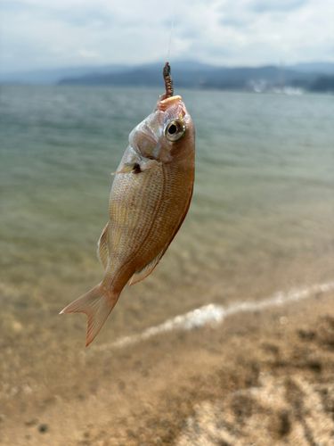 チャリコの釣果