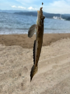 ネズミゴチの釣果