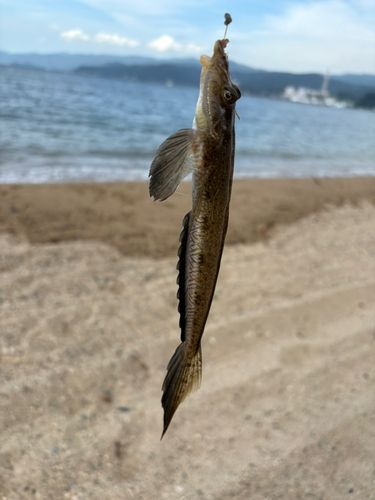 ネズミゴチの釣果