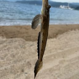 ネズミゴチ