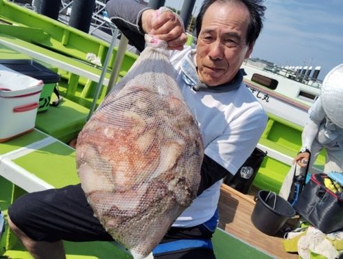 マダコの釣果