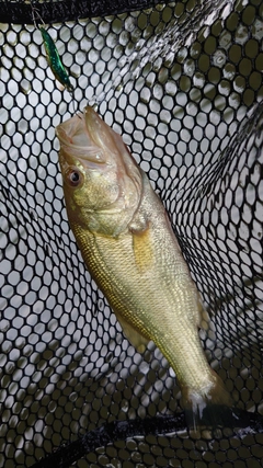ラージマウスバスの釣果