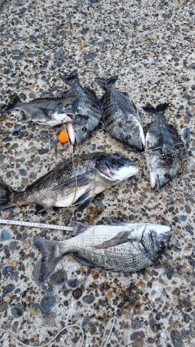 クロダイの釣果