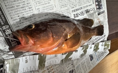 アコウの釣果