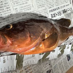 アコウ