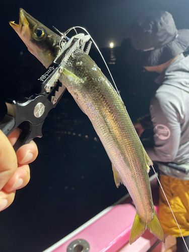 アカカマスの釣果
