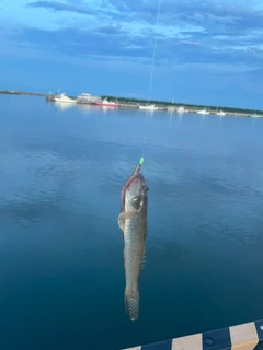 マハゼの釣果