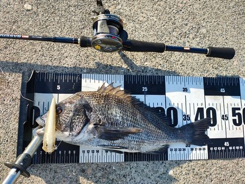 クロダイの釣果