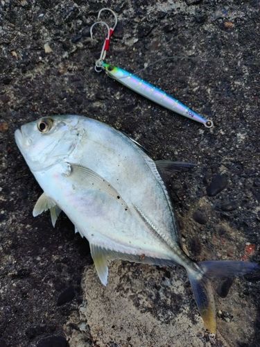 メッキの釣果