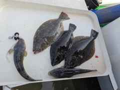 ヒラメの釣果