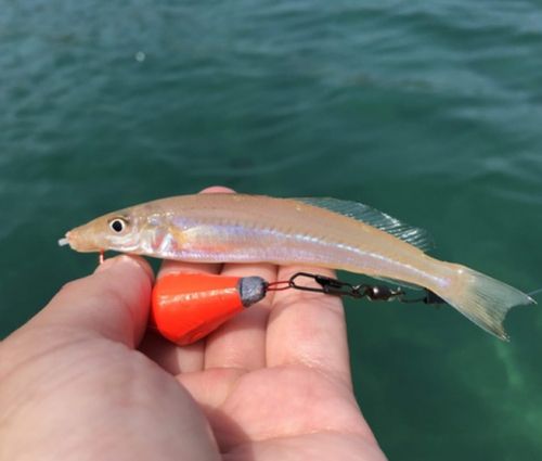 キスの釣果