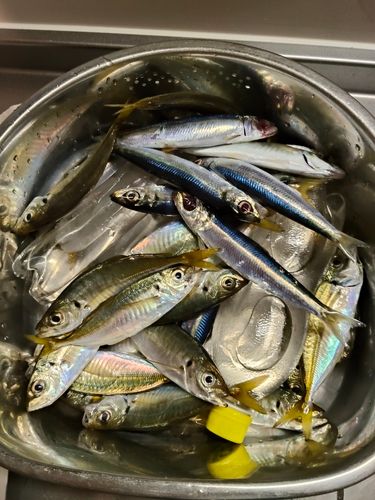 アジの釣果