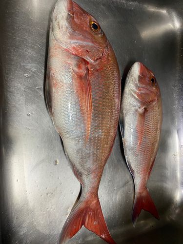 マダイの釣果