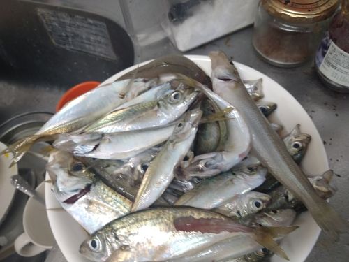 アジの釣果