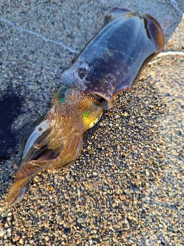 アオリイカの釣果