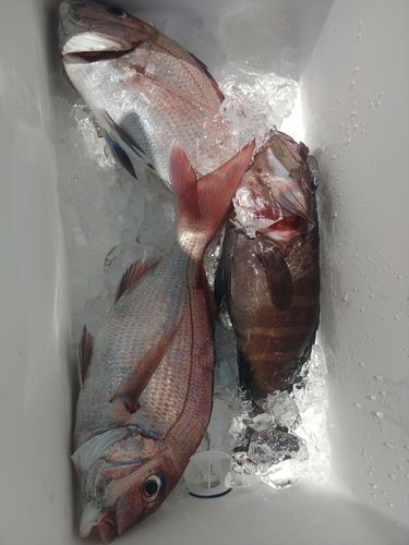 マダイの釣果