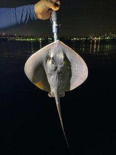 アカエイの釣果