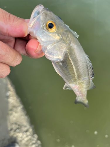 セイゴ（マルスズキ）の釣果