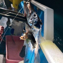 タチウオ