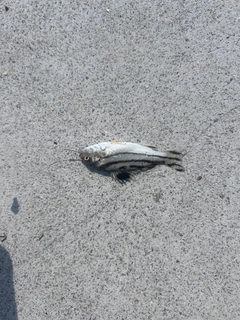 コトヒキの釣果