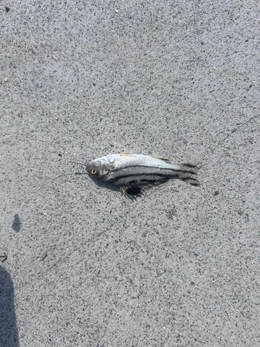 コトヒキの釣果