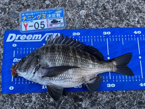 チヌの釣果