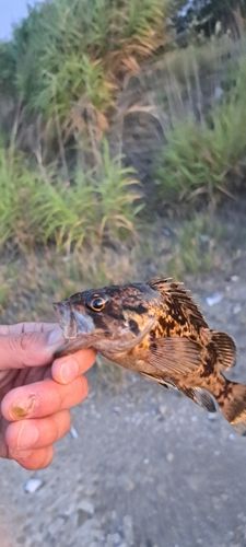 クロソイの釣果