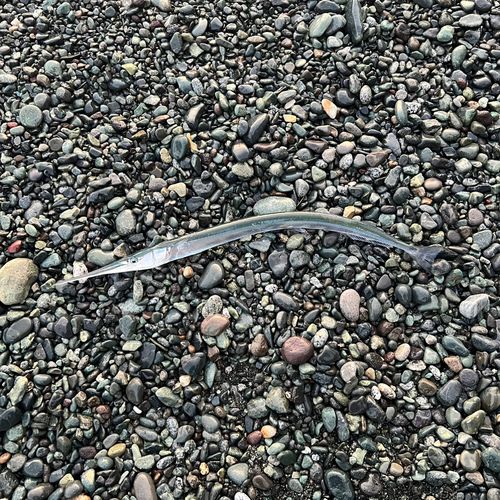 ダツの釣果